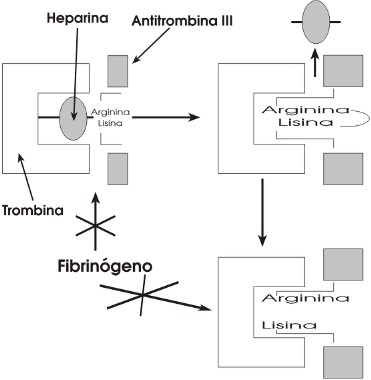 02 heparina 2.jpg (22573 bytes)