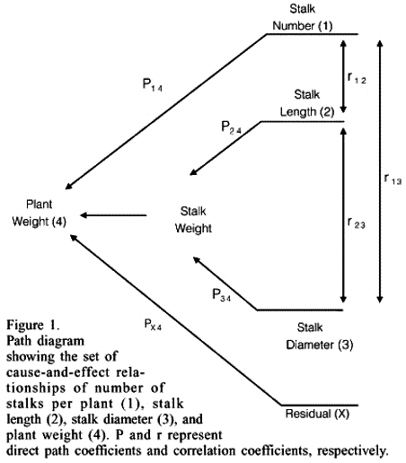Interrelationships of cane yield components and their utility in 